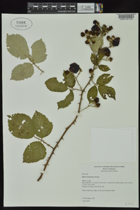 Rubus armeniacus image