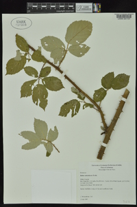 Rubus armeniacus image