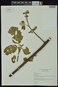 Rubus armeniacus image