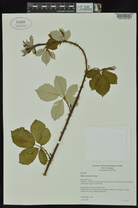 Rubus armeniacus image