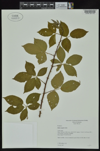 Rubus argutus image