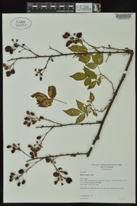 Rubus argutus image