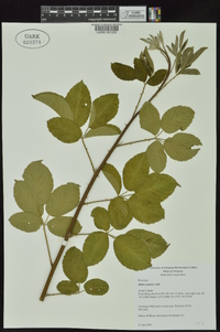 Rubus argutus image