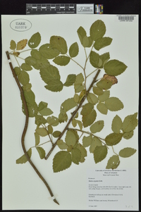 Rubus argutus image