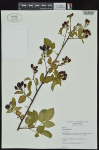 Rubus argutus image