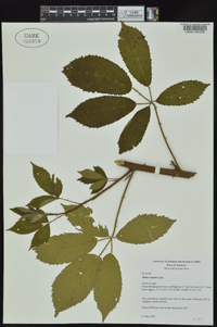 Rubus argutus image