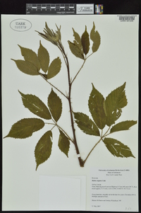 Rubus argutus image
