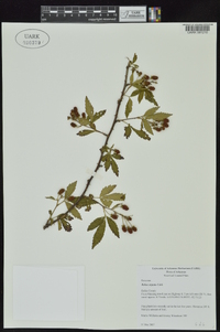 Rubus argutus image