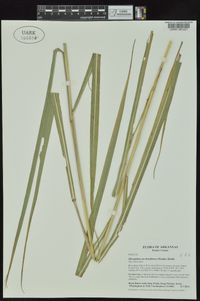 Miscanthus sacchariflorus image