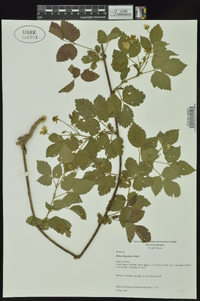 Rubus flagellaris image