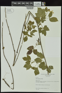 Rubus flagellaris image