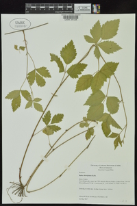 Rubus aboriginum image