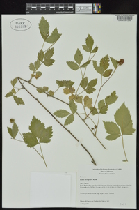 Rubus aboriginum image