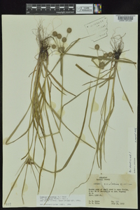 Cyperus echinatus image