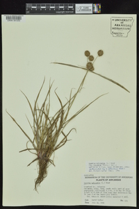 Cyperus echinatus image