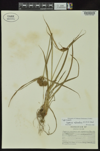 Cyperus echinatus image