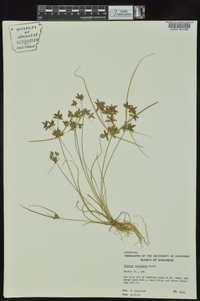 Cyperus bipartitus image