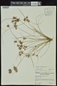 Cyperus bipartitus image