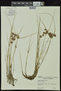 Cyperus bipartitus image