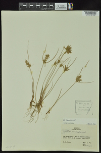 Cyperus bipartitus image