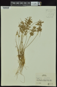 Cyperus bipartitus image