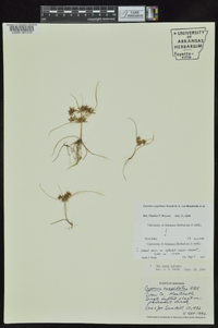 Cyperus cuspidatus image