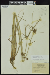 Cyperus echinatus image