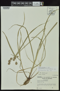 Cyperus echinatus image