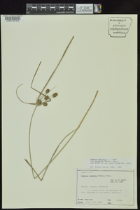 Cyperus echinatus image