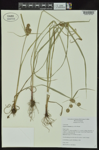 Cyperus echinatus image