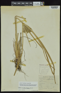 Cyperus erythrorhizos image