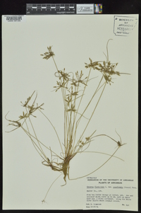 Cyperus flavescens image