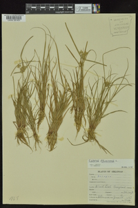 Cyperus flavescens image