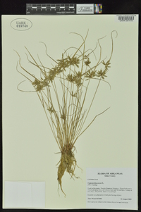 Cyperus flavescens image