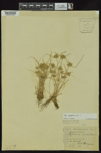 Cyperus flavescens image