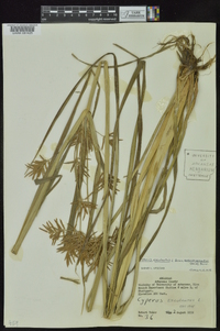 Cyperus esculentus var. leptostachyus image