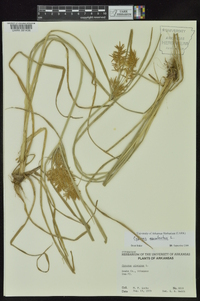 Cyperus esculentus var. leptostachyus image