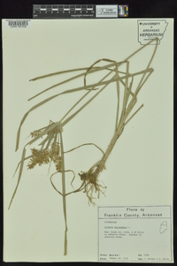 Cyperus esculentus var. leptostachyus image