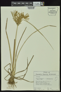 Cyperus esculentus var. leptostachyus image