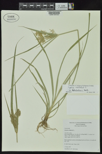 Cyperus esculentus var. leptostachyus image