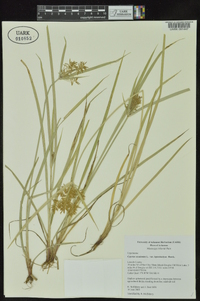 Cyperus esculentus var. leptostachyus image