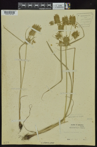 Cyperus esculentus var. leptostachyus image