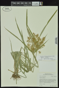 Cyperus esculentus var. leptostachyus image