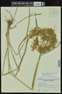 Cyperus esculentus var. macrostachyus image