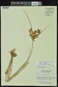 Cyperus esculentus var. macrostachyus image