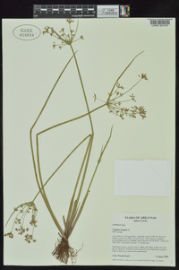 Cyperus haspan image