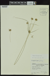 Cyperus hystricinus image