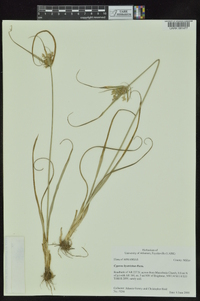 Cyperus hystricinus image