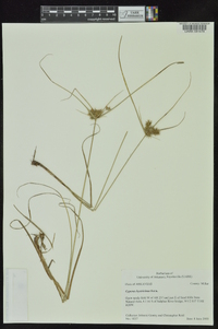 Cyperus hystricinus image