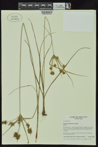 Cyperus hystricinus image